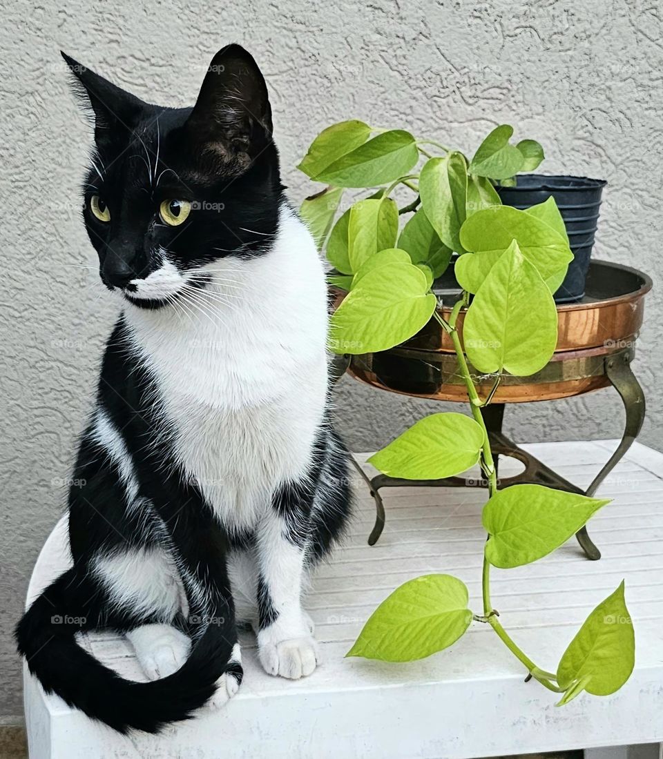 Black and white cat with a bright green plant on a white table. Mimi looking queen like watching the other two walk by and thinking : "those two silly kittens". She loves then Tango and Toga now and plays along.