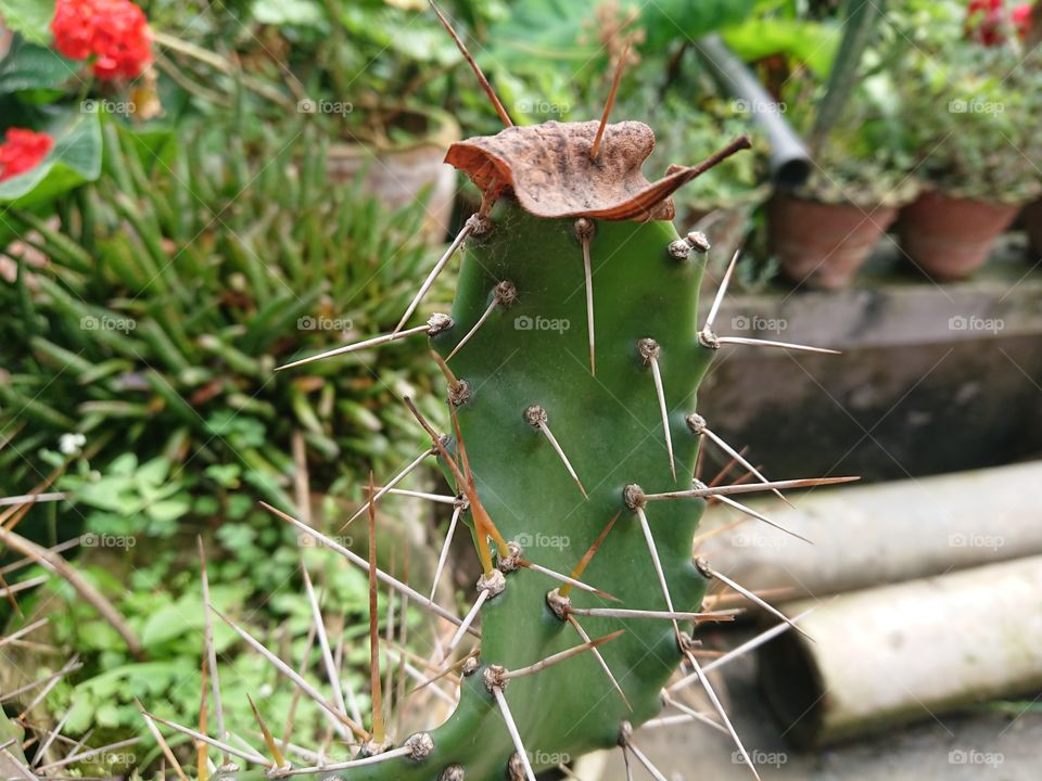 Cactus wearing hat