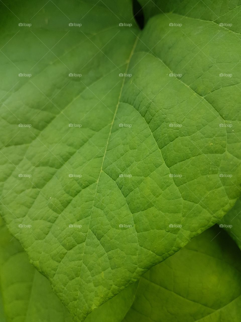 leaf