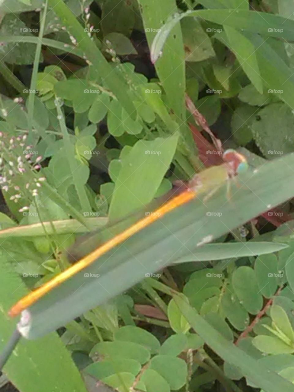 Flora, Leaf, Nature, Garden, Summer