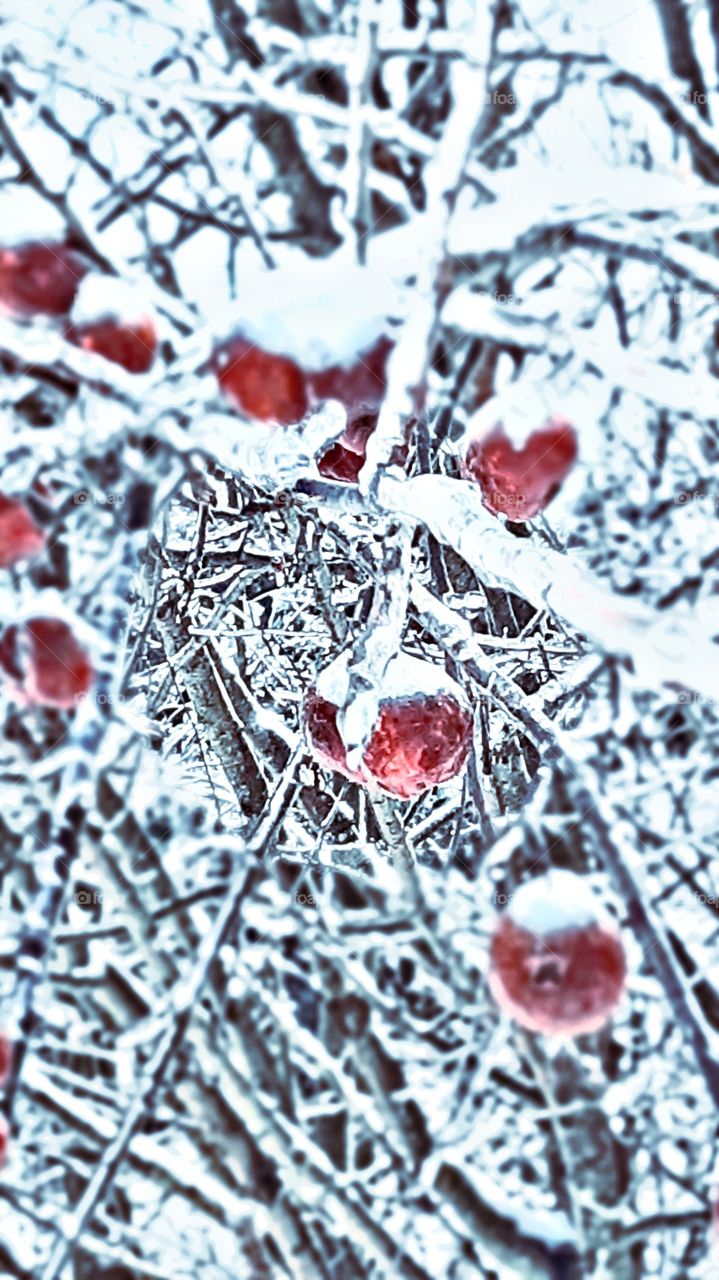 frozen apples