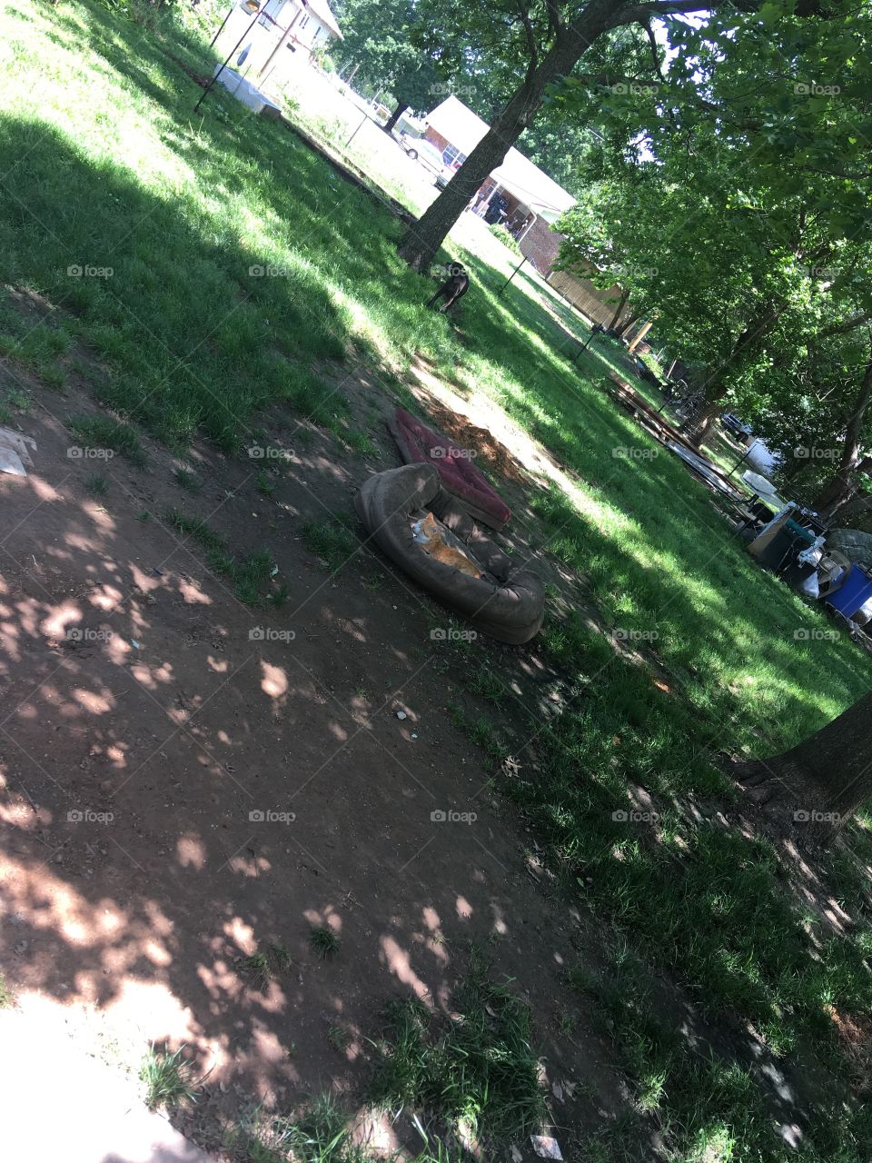Spoiled outdoors in the shade in the doggie bed is my cat Tom. Silly lazy boy. Shady 