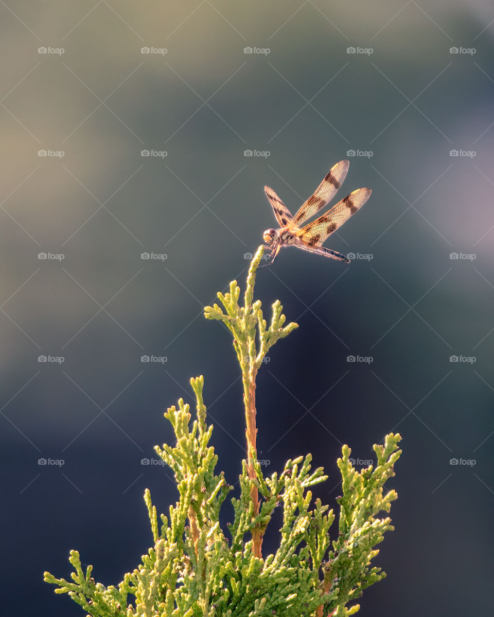 Selective focus of a Halloween Pennant dragonfly on a plant, with a smooth blurry bokeh background 
