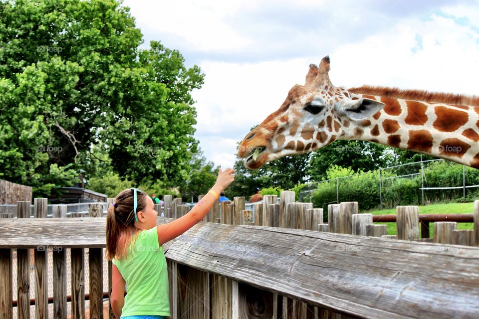 Giraffe Eating