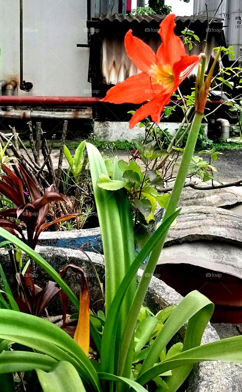 beautiful looking orange and middle light yellow colour combination flower looks so cute standing on a leaf