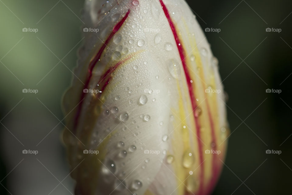 white tulip with red stripes covered with dew drops.  spring morning rain