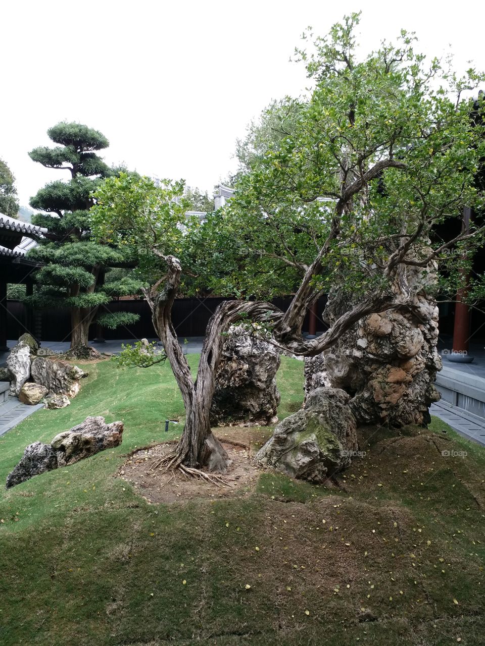 Buddhist garden, HK