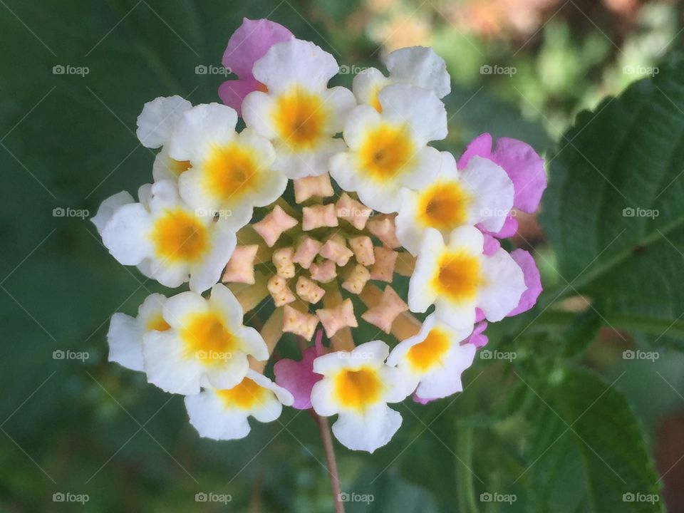 Lantana