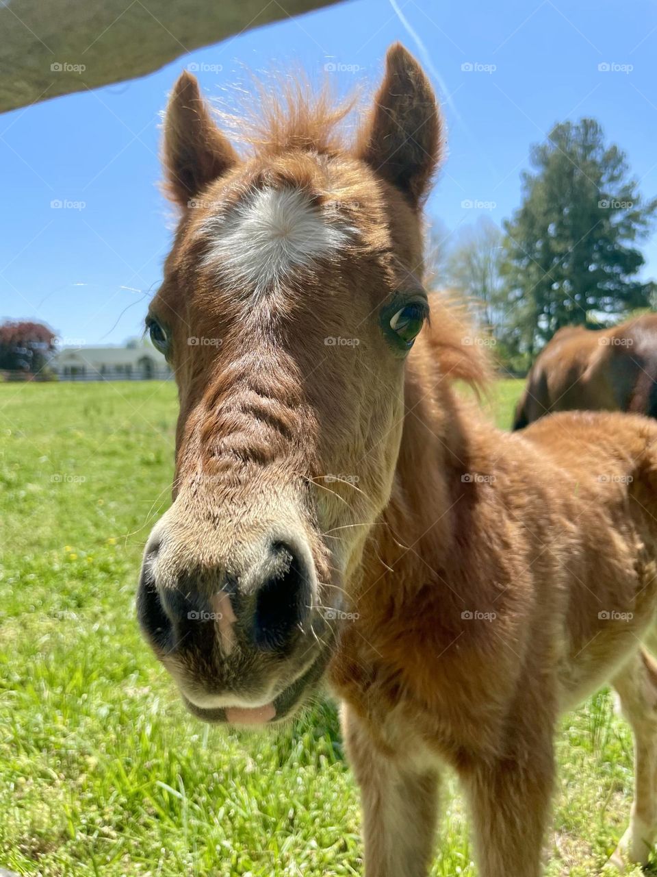 Pony nose on the farm