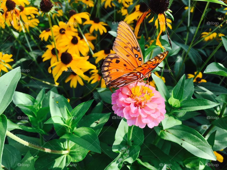 Butterfly on flowers.