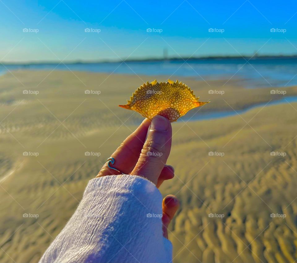 Crab skeleton in perfect condition 