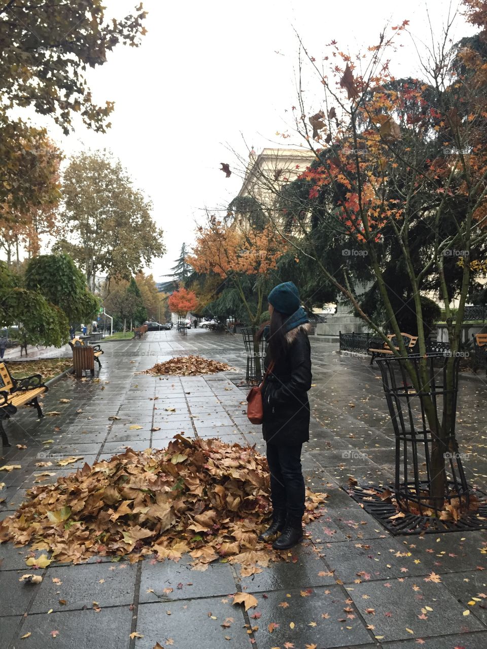 maple leaves at rustaveli avenue