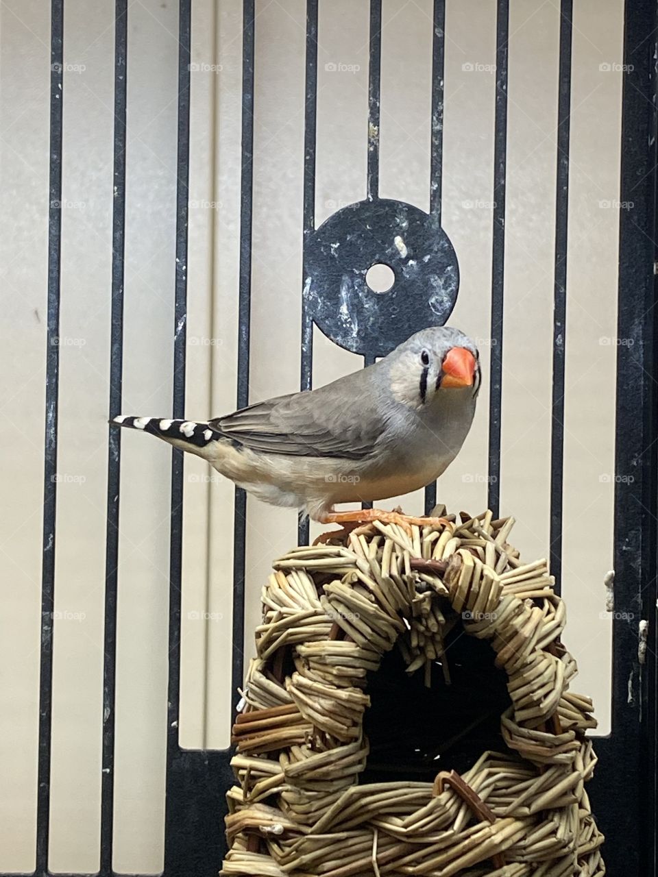 Thought I saw a puddytat 