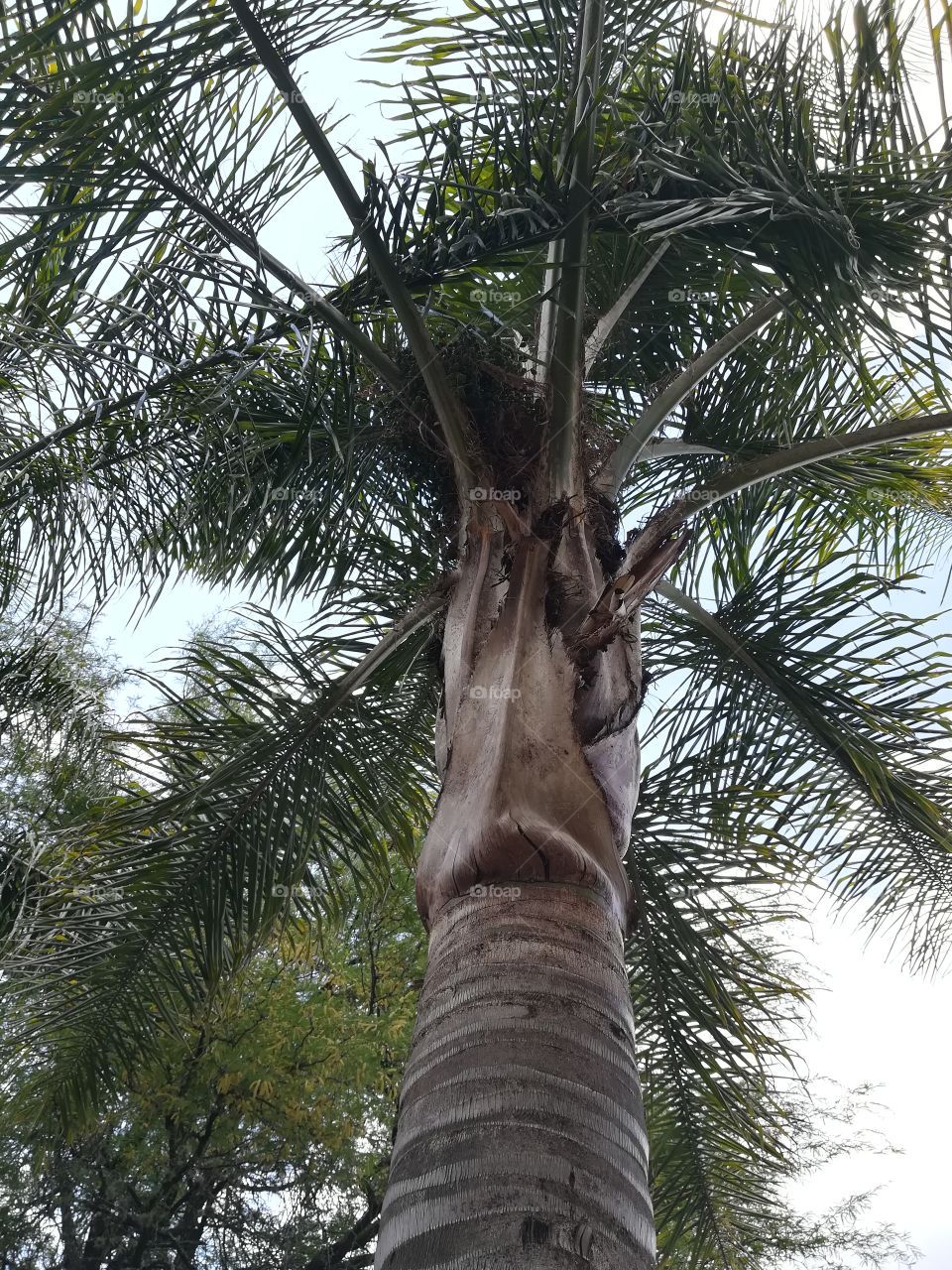 Palm