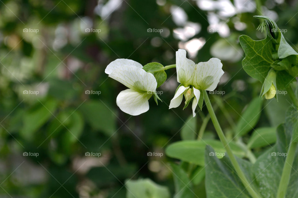 peas flowers