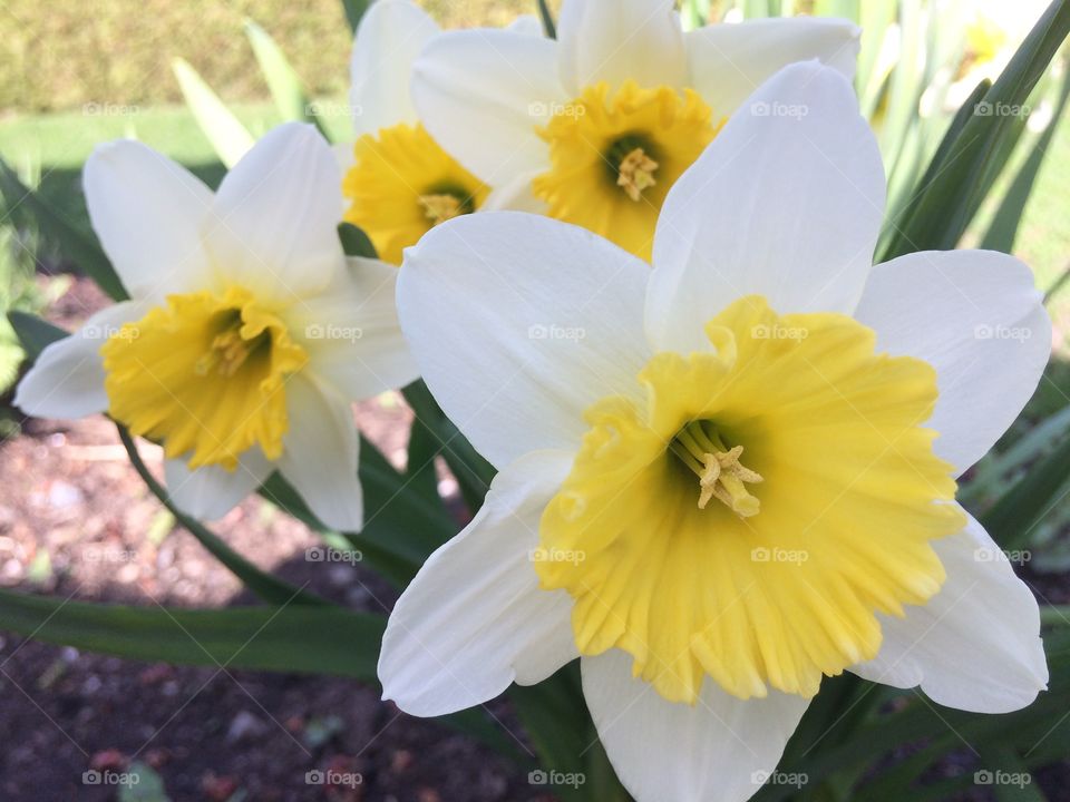 Daffodils 