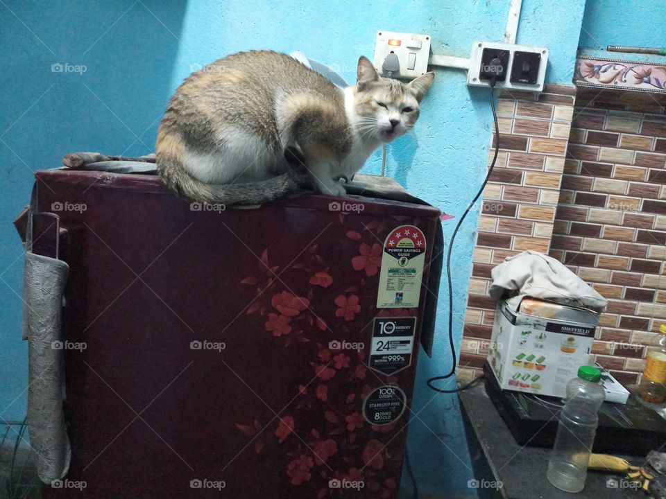Cute cat on refrigerator.