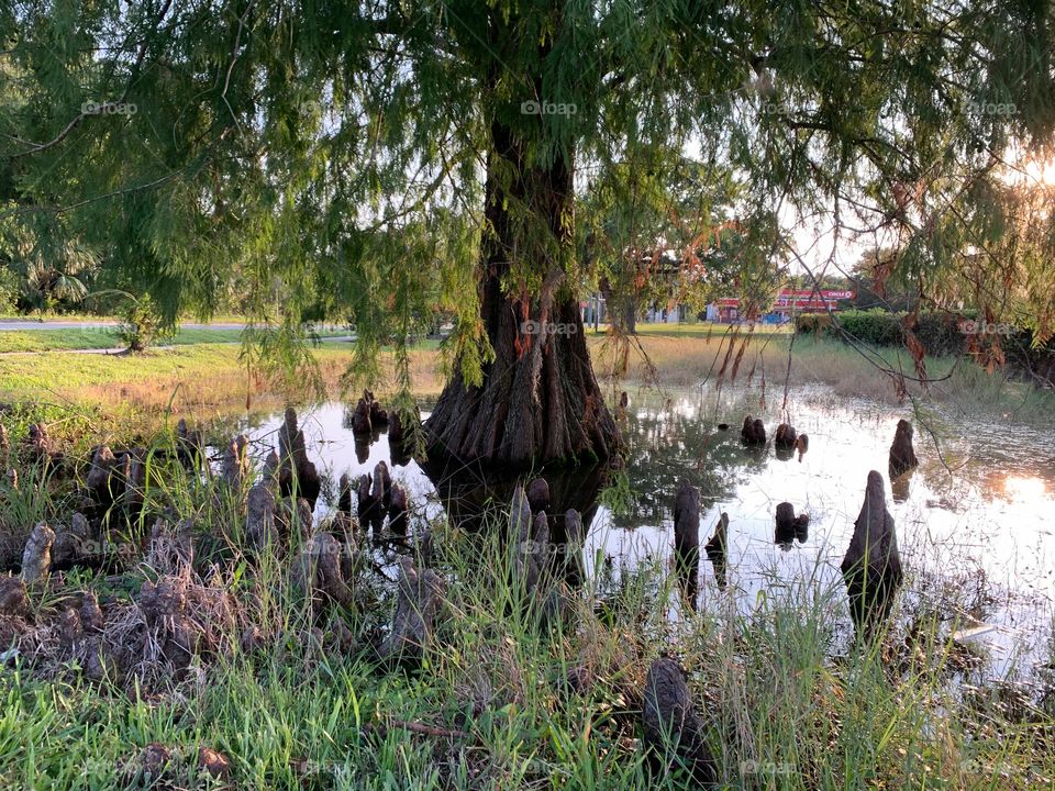 Surreal Effect Of This Body Of Water In The City With Beautiful Tree And Strange Plants Or Roots Coming Out Of The Water During Sunset With Sun Reflection In The Water.