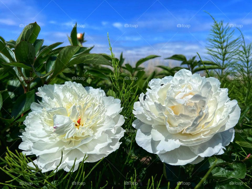 Peony flowers