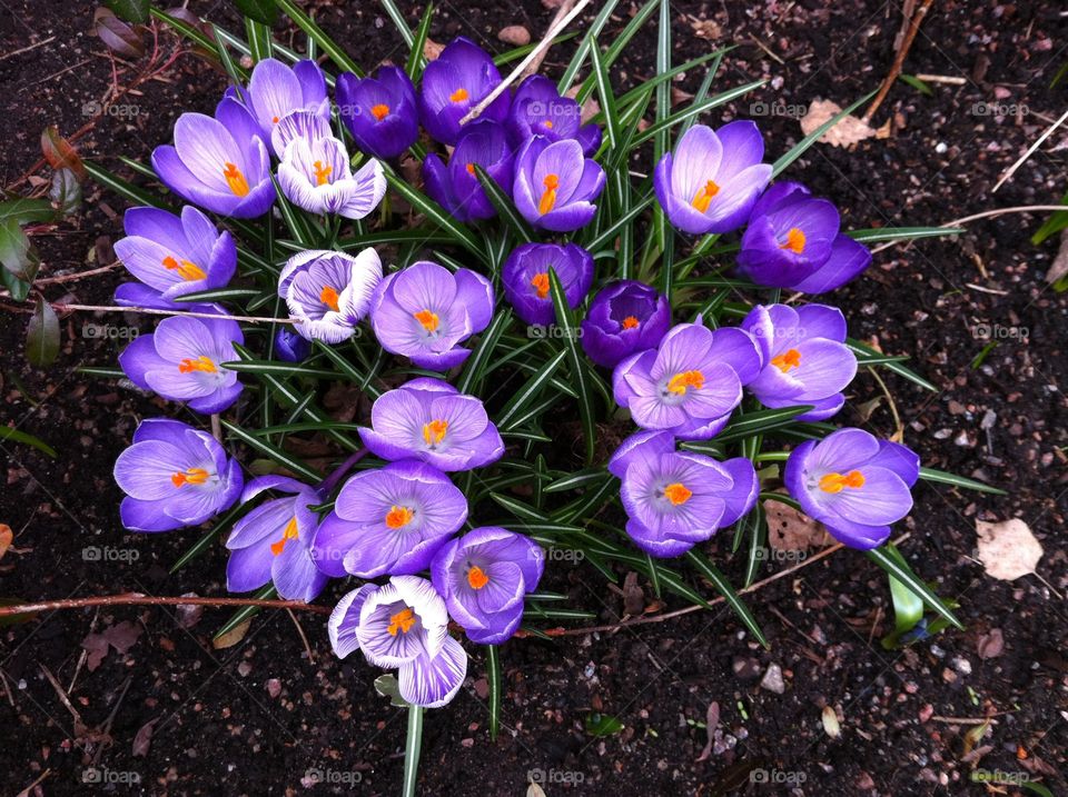 Crocus. Spring