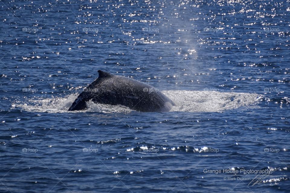 Whale, Blower, Water, No Person, Sea