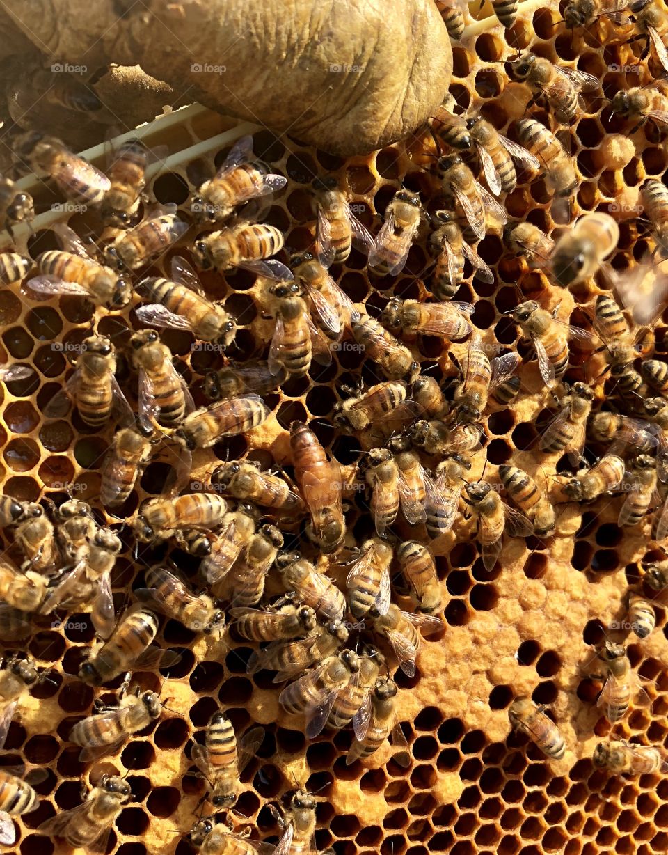 Beekeeping, grafting, queen rearing, queen, rearing, bees, honeybee, honeybees, brood, wax, comb, nectar, capped, eggs, larva, delicate, process, light, dark, frame, foundation, honey, queen, queen bee, nurse bees, foragers