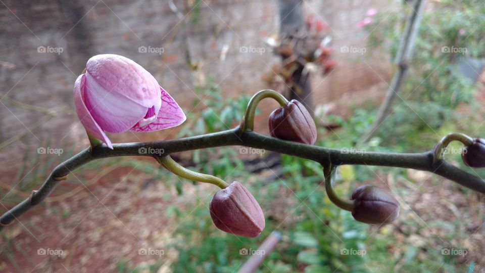 Os botões de flores raras orquídeas!