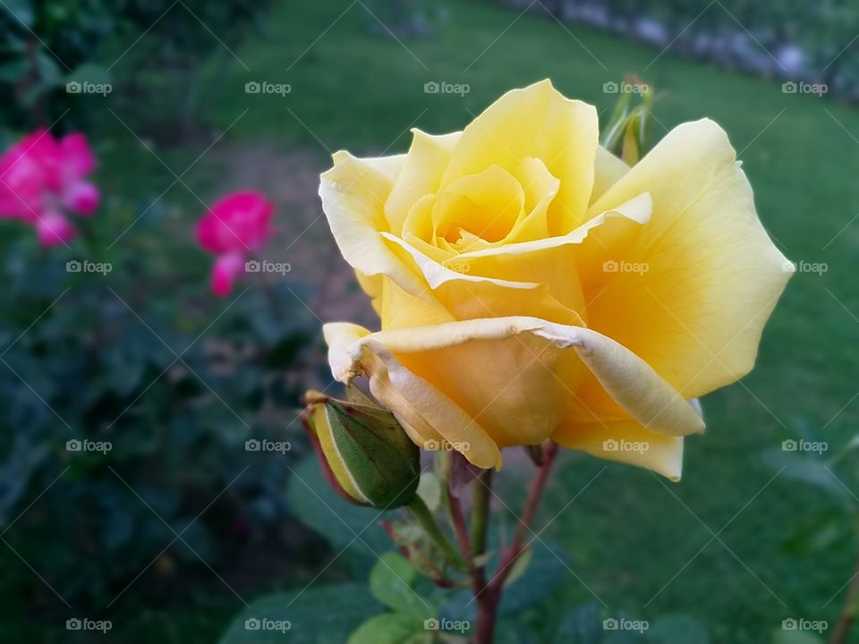 rose in garden