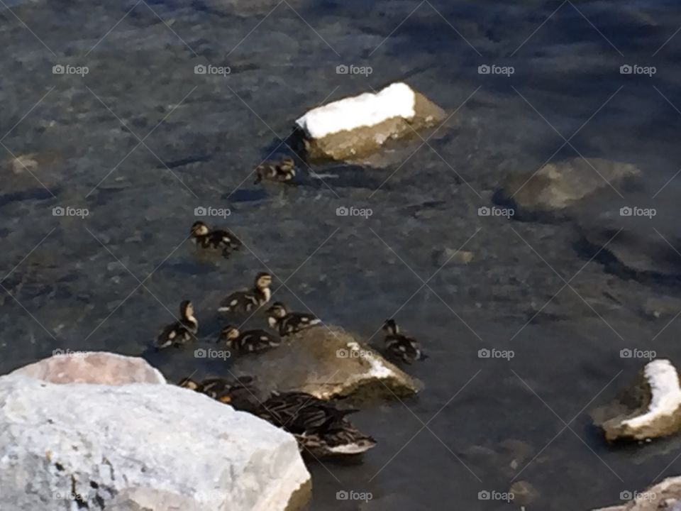 Baby Ducklings with their Mommy Duck. Copyright © CM Photography. May 2019.
