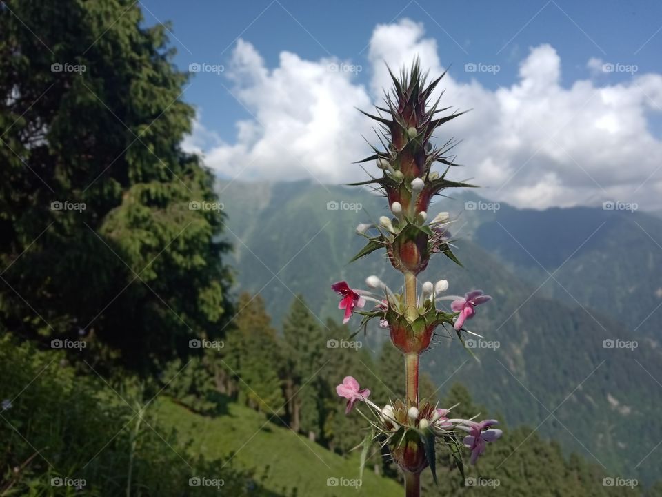 beautiful flower in big mountain