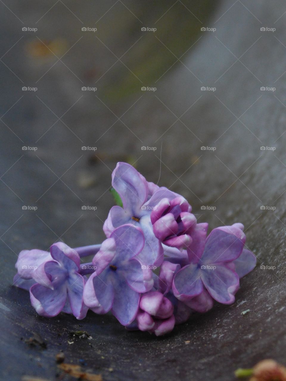 Fleur violette tomber au sol 