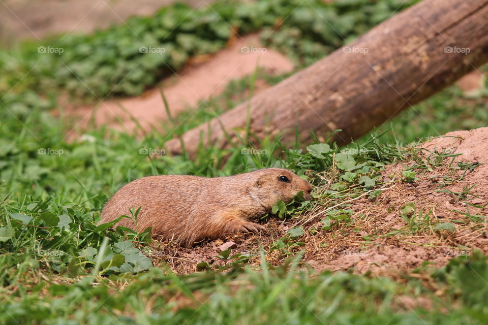 Prarie Dog Resting