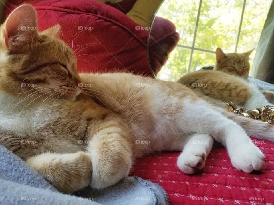 Kitty Sleeping Next to a Mirror