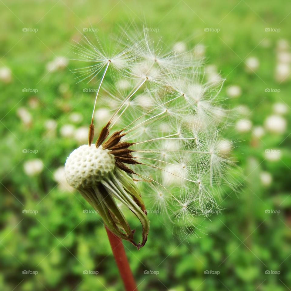 Green dandelion closeup. A green dandelion closeup