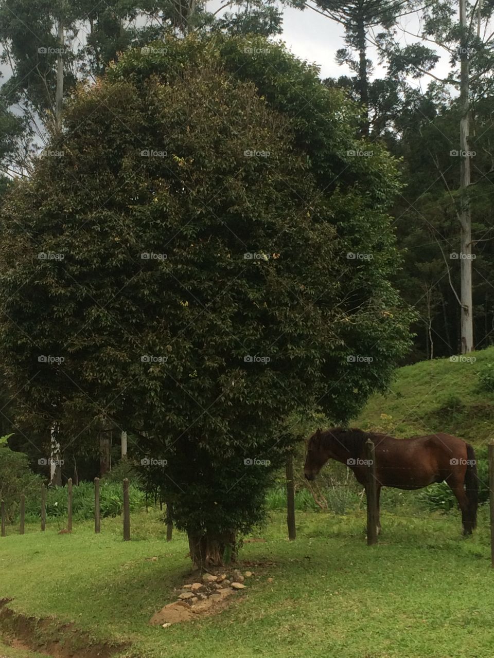 Horse and the tree