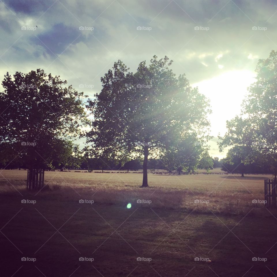 Trees at day break English countryside