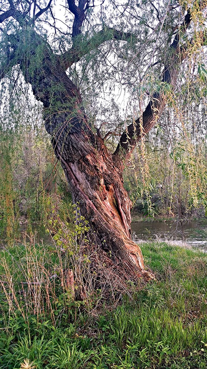 Along the path. Riverwalk, Baraboo, WI ( hd filter ) old willow along the path. 