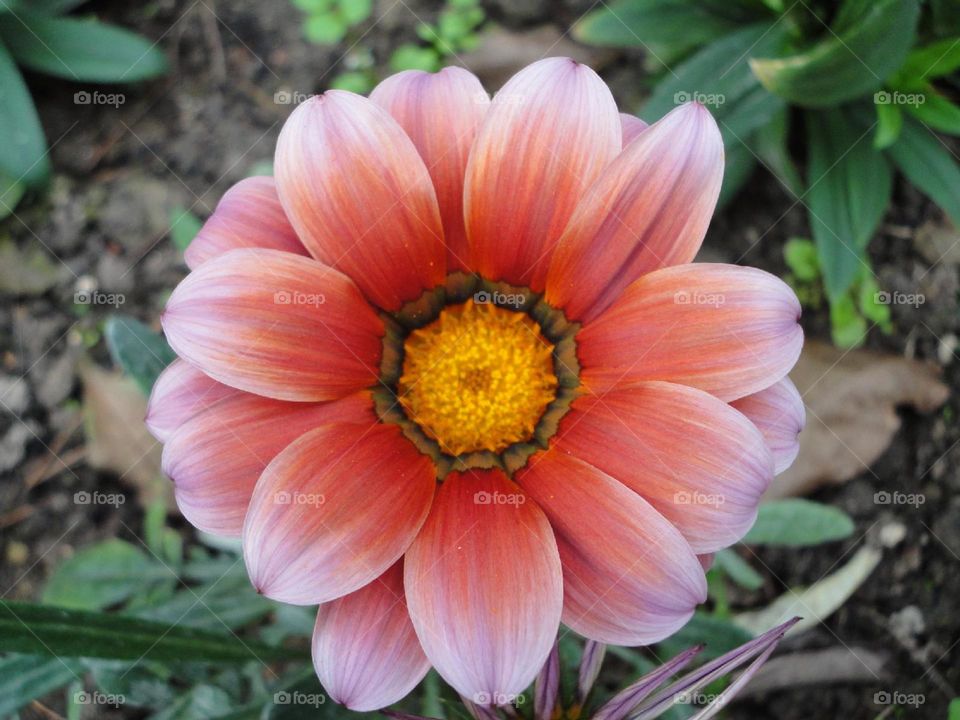 The Red Medal Chrysanthemum features vibrant red blossoms resembling medals, with layers of petals showcasing a beautiful sheen. This flower symbolizes nobility and honor.