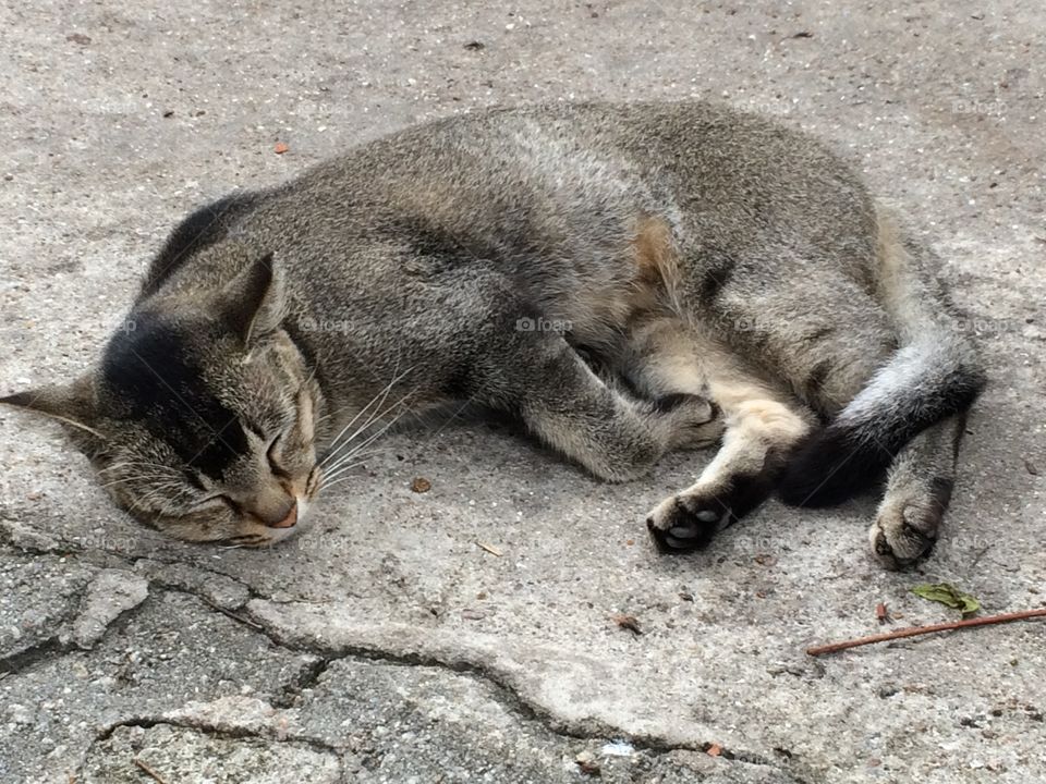 Sleeping Cat
