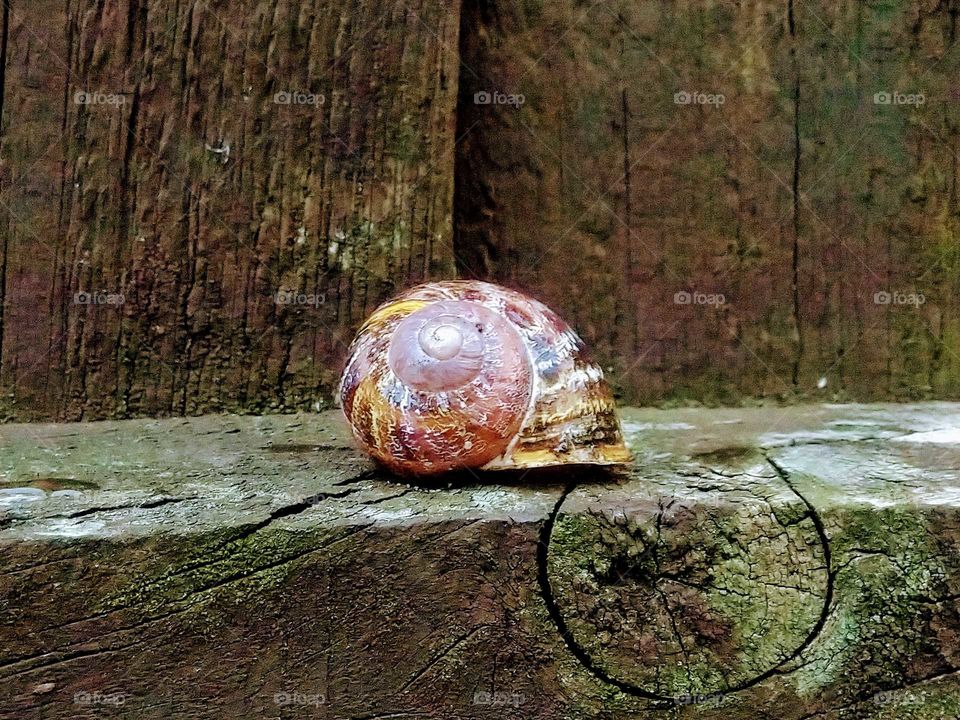 Snail Shell.