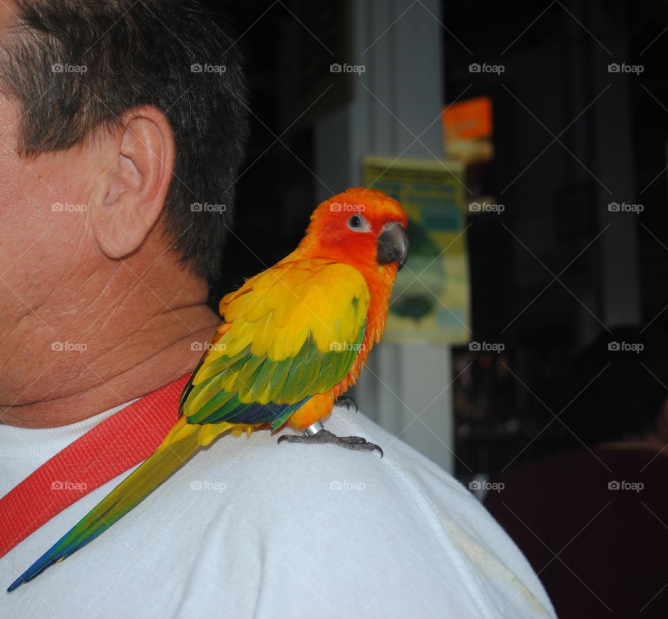 A small colorful parrot at the shoulder of a man