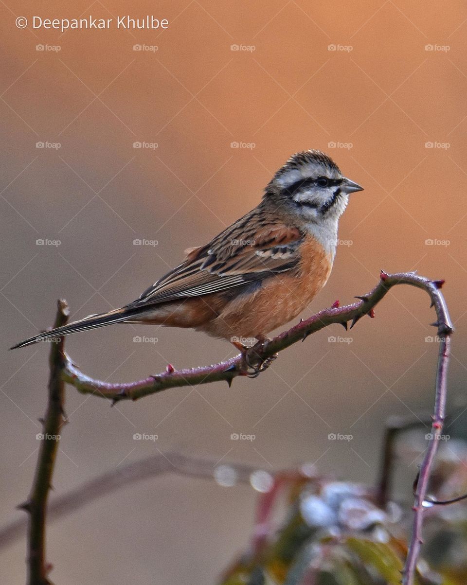 Rock Bunting