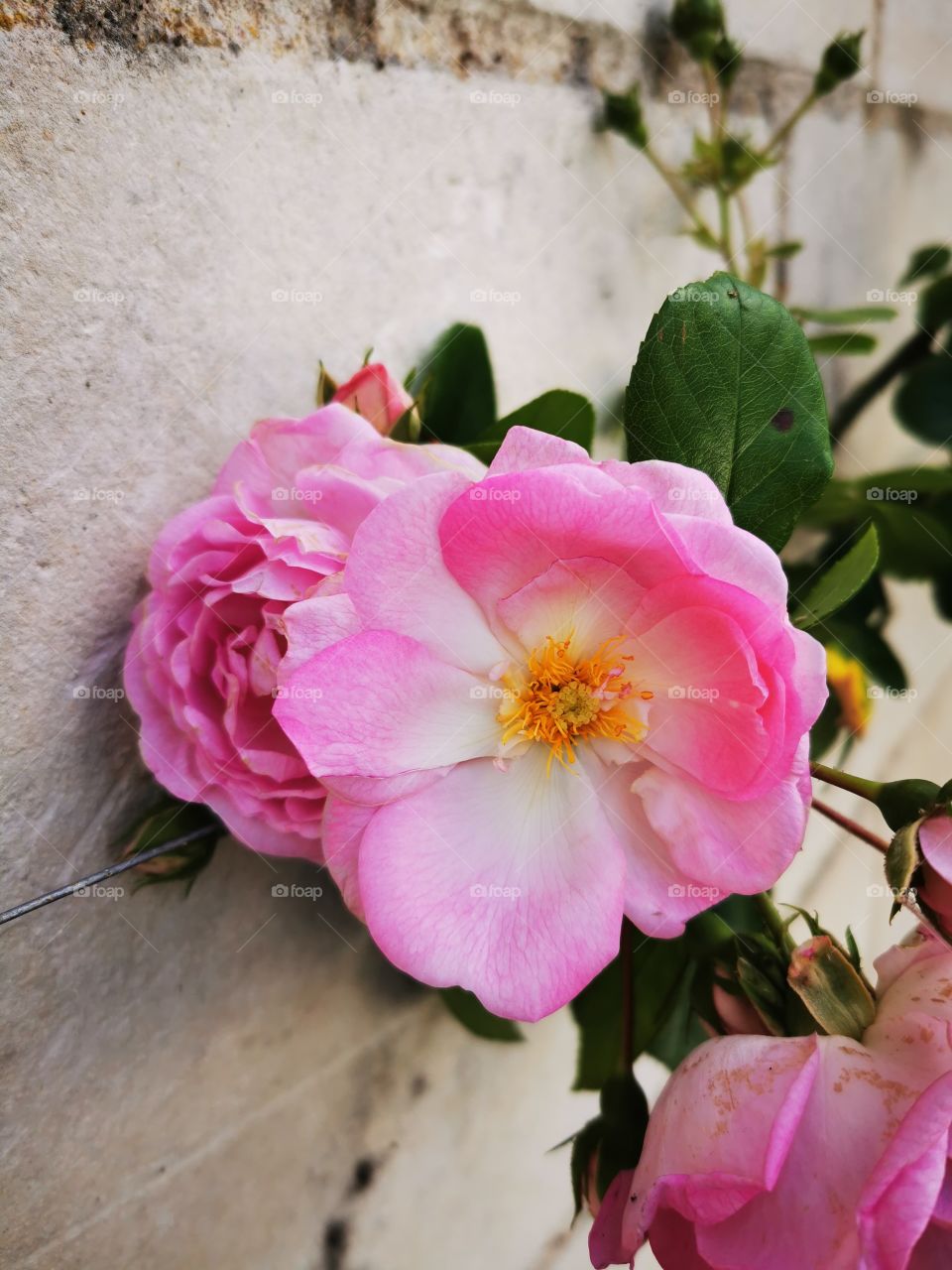 rose de la loire