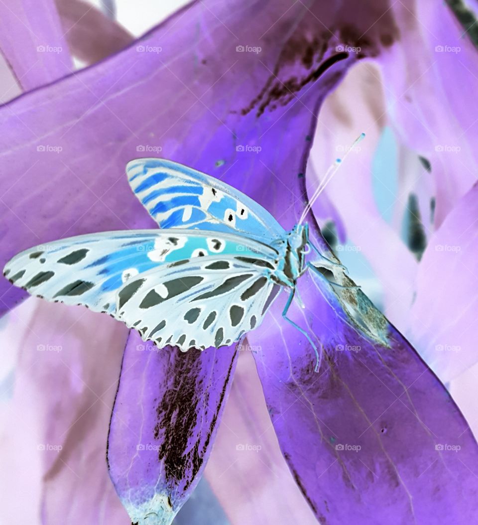 butterfly  negative