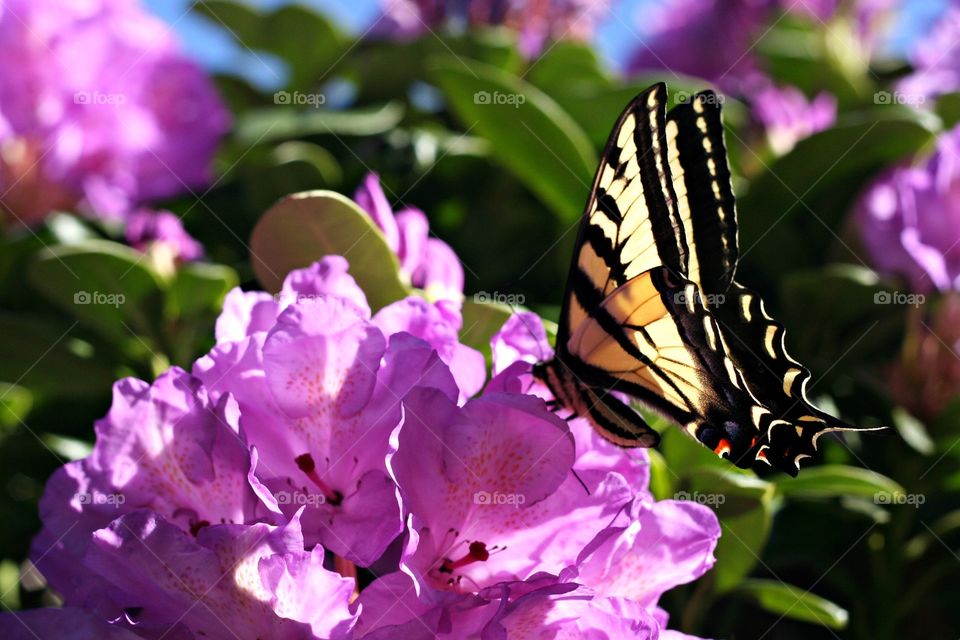 butterfly beauty