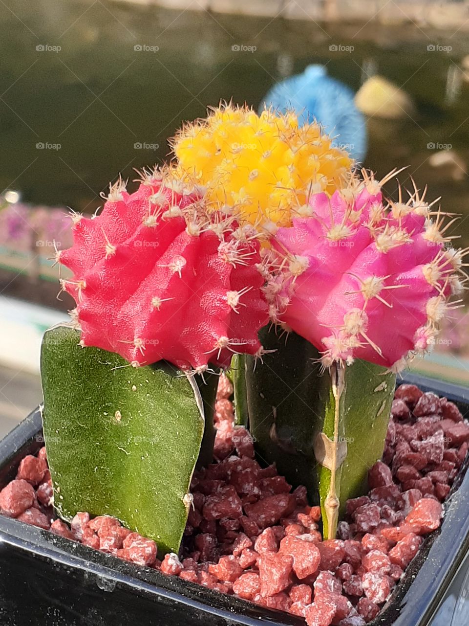 portrait of a twin flower with three different lovely  colors