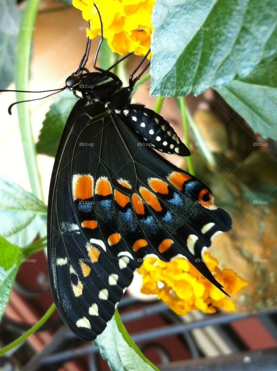 Butterfly drying