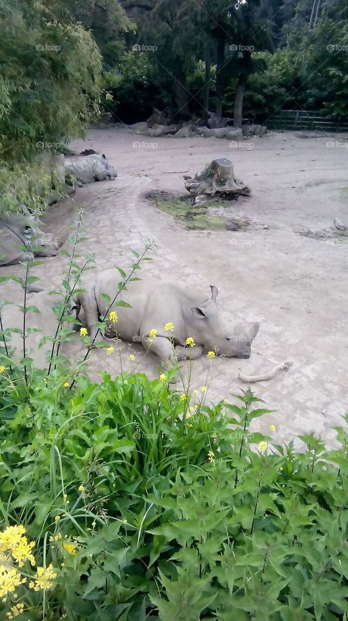 Nashörner im Zoo