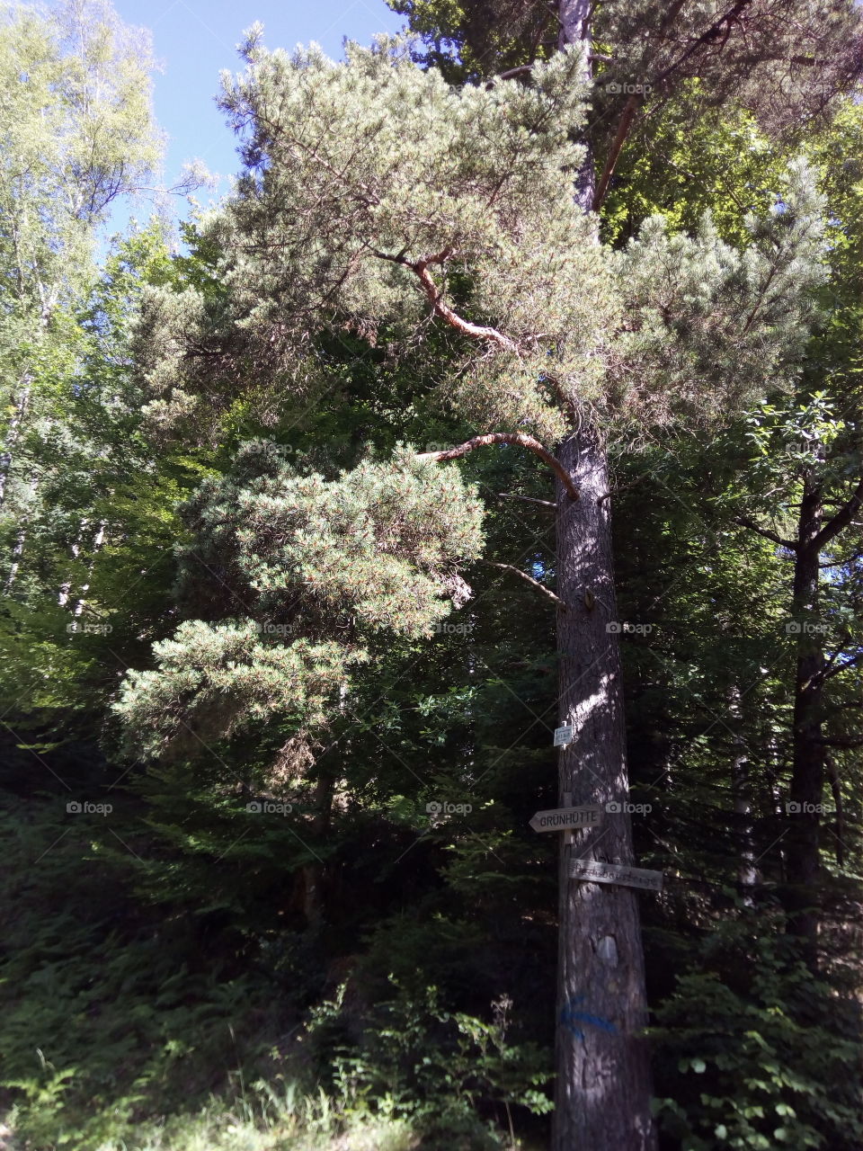 Schwarzwald in Bad Wildbad