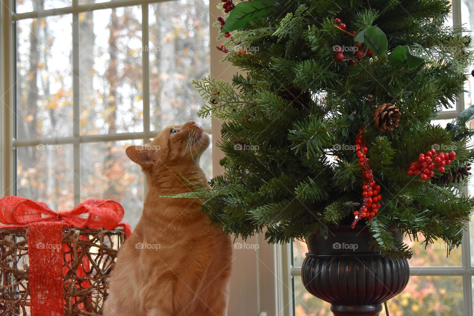 Funny cat looking at tree for Christmas